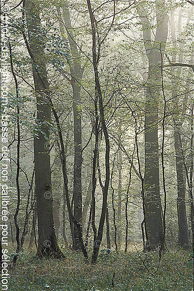 arbres